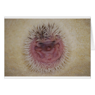 Bébé boule de hérisson
