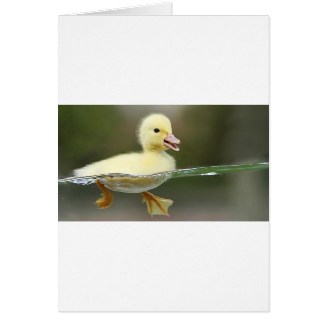 bébé canard nager mignon (Devant)