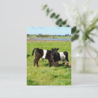 Bébé ceinturé Galloway Calves, Carte postale