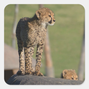 Bébé Cheetahs Pékin sur Stickers Carré Rock
