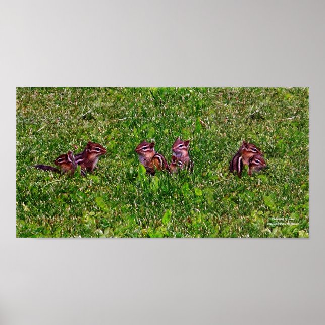 Bébé Chipmunks Collage 1 Animal Pencil Art Poster (Devant)