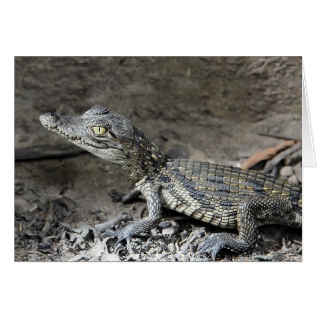 Bébé crocodile nain (Devant horizontal)