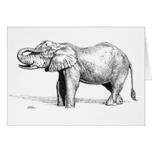Bébé d'éléphant