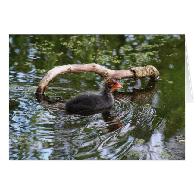 Bébé foulque (Devant horizontal)