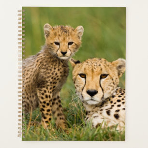 Bébé guépard et parent dans l'herbe