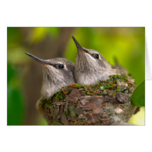 Bébé hummingbirds