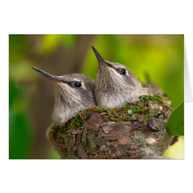 Bébé hummingbirds (Devant horizontal)