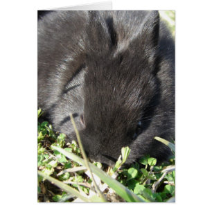 Bébé Lapin