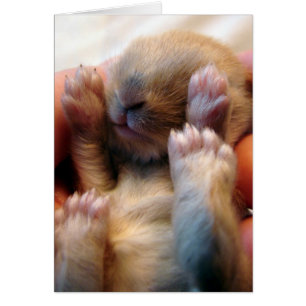 Bébé Lapin À La Main