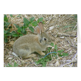 Bébé Lapin Et Feuille