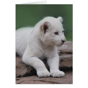 Bébé lionceau blanc 2