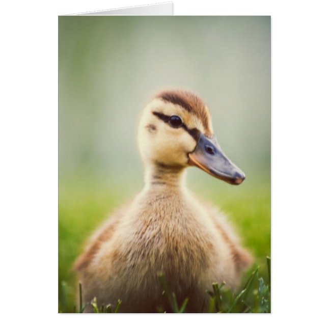 Bébé Mallard Ducking (Devant)