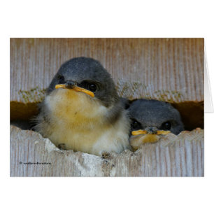 Bébé mignon Avales Songbirds dans Nestbox