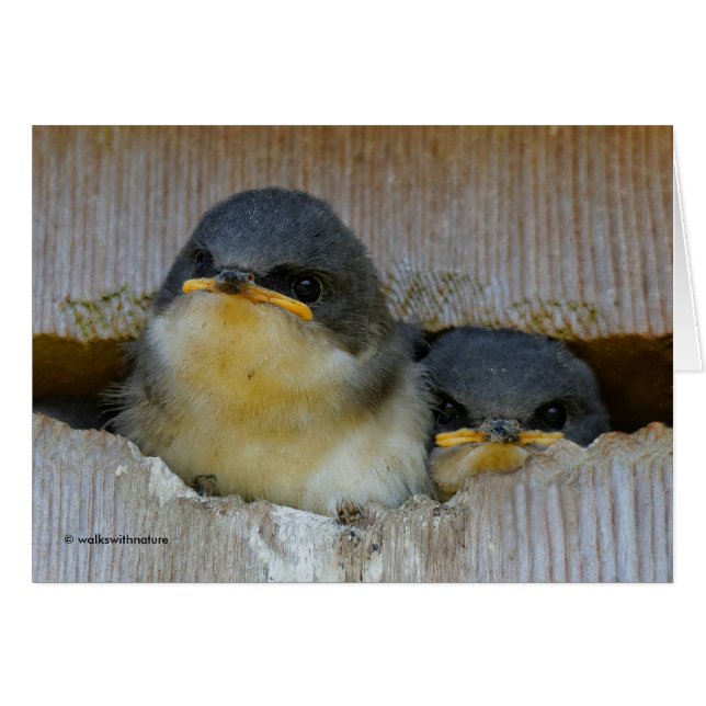 Bébé mignon Avales Songbirds dans Nestbox (Devant horizontal)