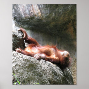 Bébé mignon Orangutan Home Décor Poster