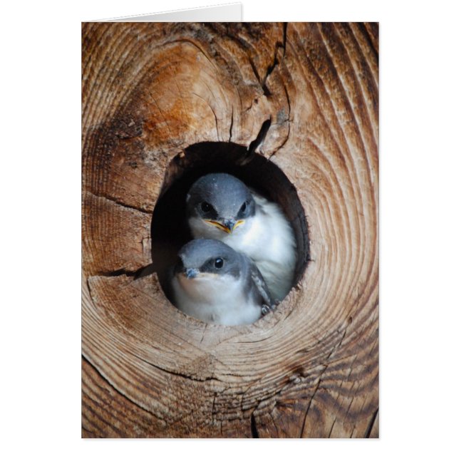 Bébé Oiseaux (Devant)
