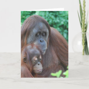 Bébé Orangutan avec carte de voeux
