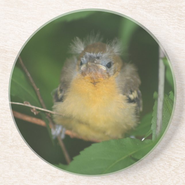 Bébé Oriole Dessous de verre animal d'oiseaux (Devant)