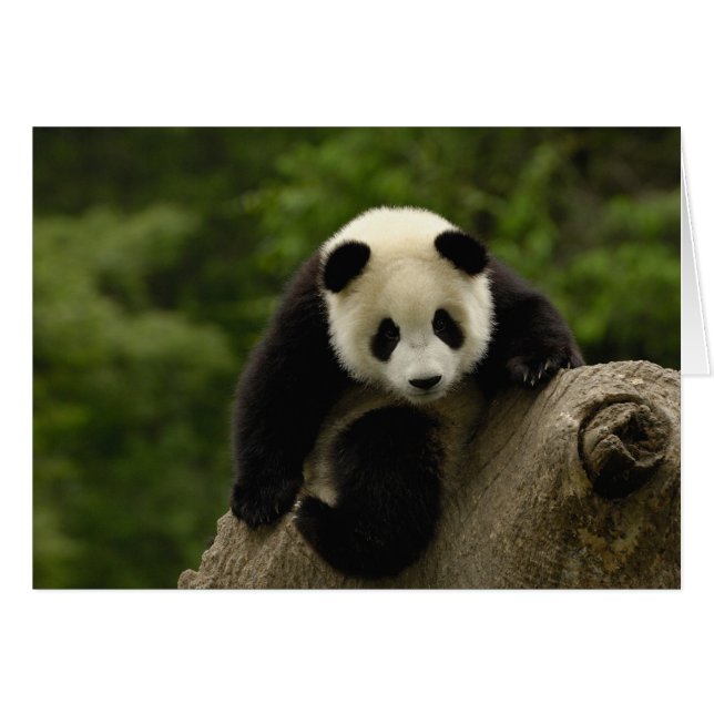 Bébé panda géant (Devant horizontal)