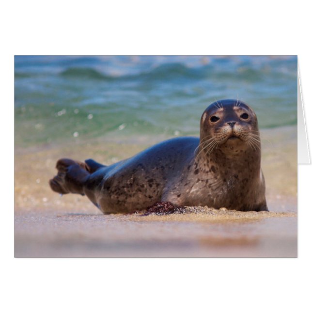 Bébé phoque commun dans l'eau (Devant horizontal)