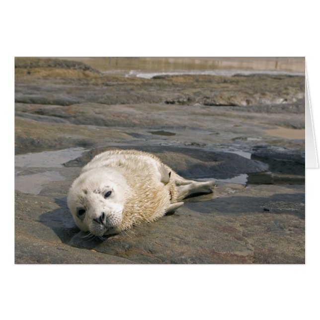 Bébé Seal Pup (Devant Horizontal)