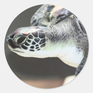 Bébé Sticker de tortue de mer