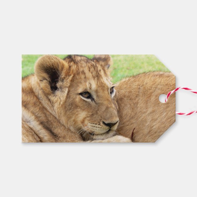 Bébé Tiger étiquettes cadeaux personnalisées (Devant (Horizontal))