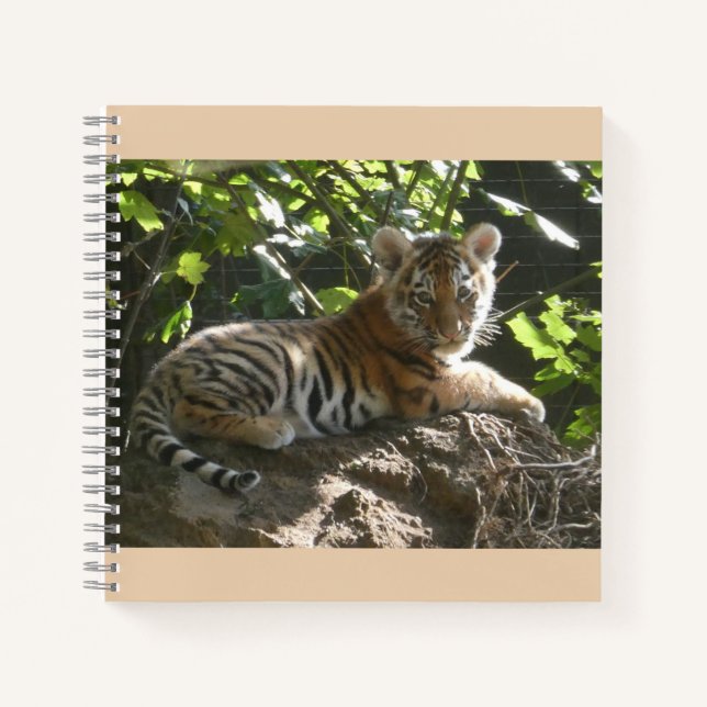 Bébé tigre dans le Carnet du soleil (Devant)