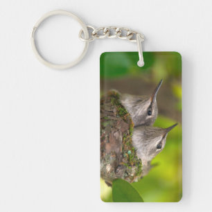 Bébés colibris