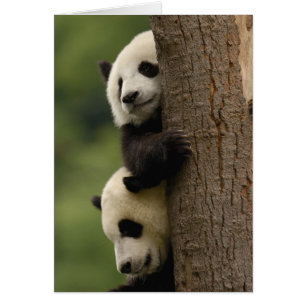 Bébés de panda géant Ailuropoda melanoleuca)