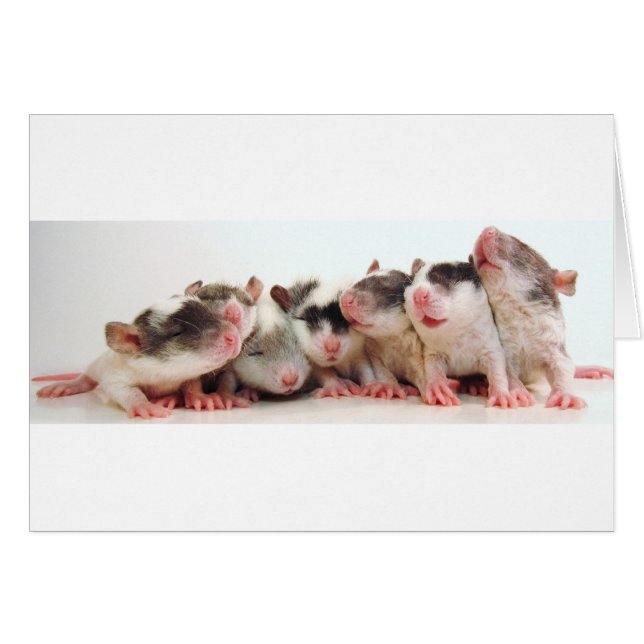 Bébés idiots de garçon (Devant horizontal)