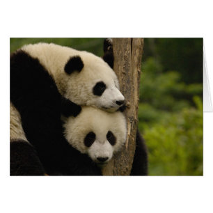 Bébés panda géant Ailuropoda melanoleuca)