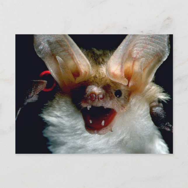 Becken Postkarte (Vorderseite)