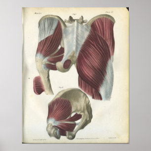 Becken- u. angesagter Muskel-Anatomie-Druck Poster