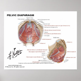 Beckendiaphragma von Netter - beschriftete Grafik Poster