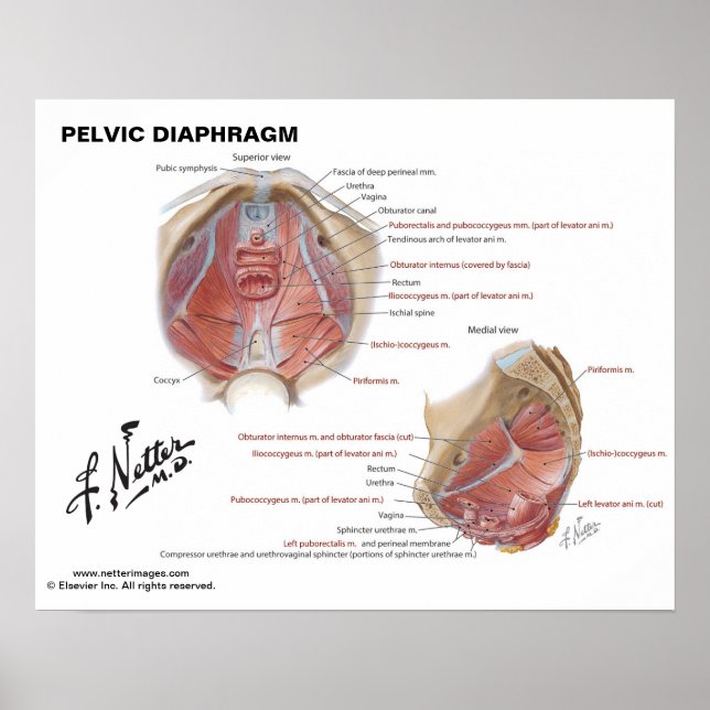 Beckendiaphragma von Netter - beschriftete Grafik Poster (Vorne)