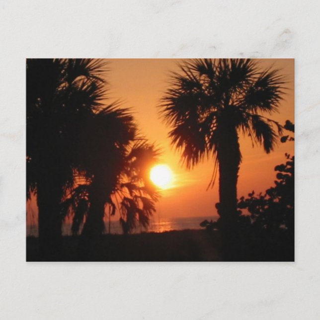 BECKYS PALM BÄUME 4-2-02 POSTKARTE (Vorderseite)