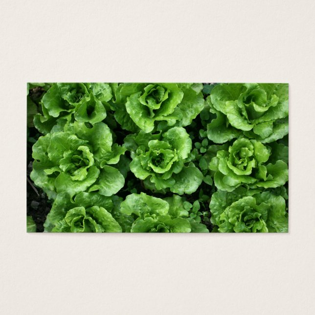 Bed of lettuce (Vorderseite)