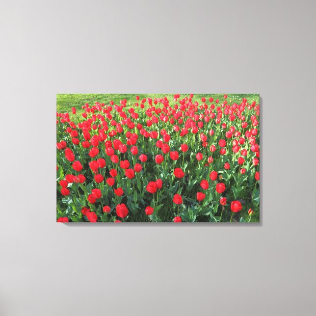 Bed of Red Tulips 01 Leinwanddruck (Vorderseite)