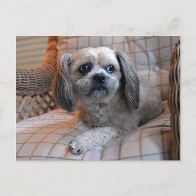 Bedachtungsvoll Shih Tzu Postkarte (Vorderseite)