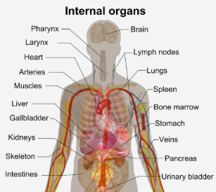 Innere Organe Des Menschlichen Korpers Der Gesundheit Geschenke Zazzle Ch