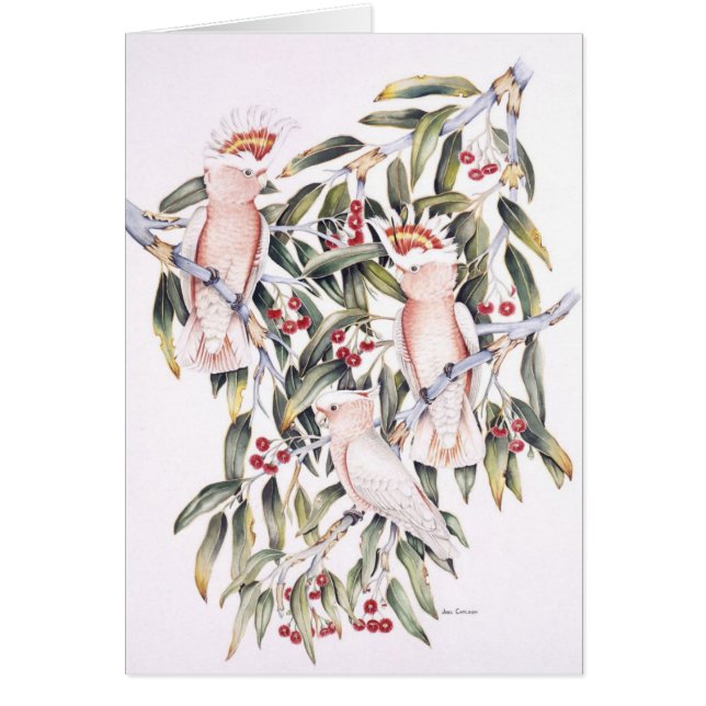 Bedeutende Mitchell Cockatoos (Vorne)