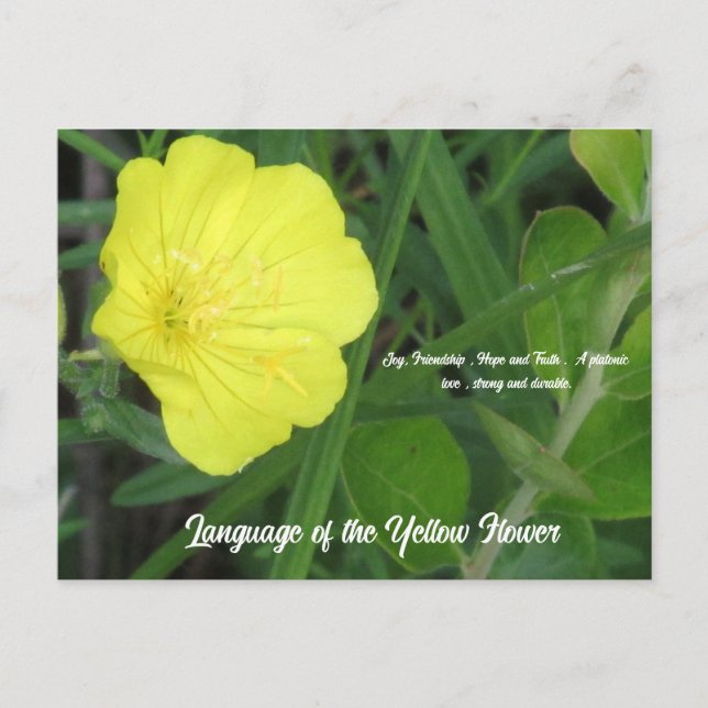 Bedeutung der Gelben Blume Postkarte (Vorderseite)