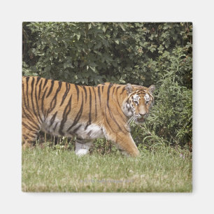 Bedfordshire, England 2 Magnet