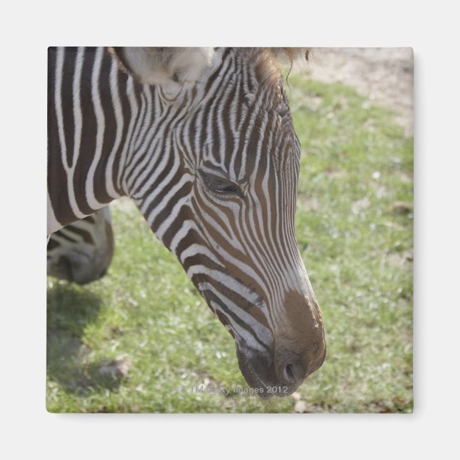 Bedfordshire, England Magnet (Vorne)