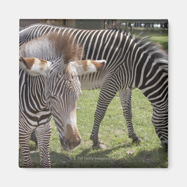 Bedfordshire, England Magnet (Vorne)