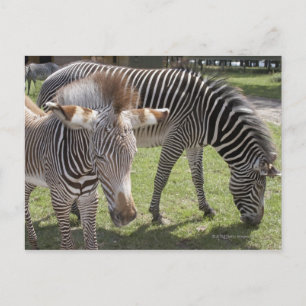 Bedfordshire, England Postkarte