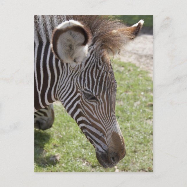 Bedfordshire, England Postkarte (Vorderseite)