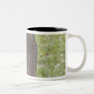 Bedfordshire, England Zweifarbige Tasse