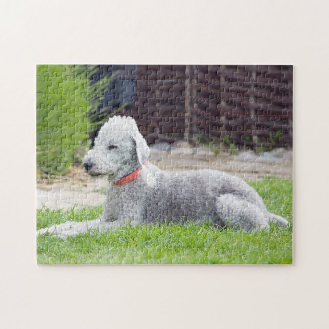 Bedlington Terrier (Horizontal)